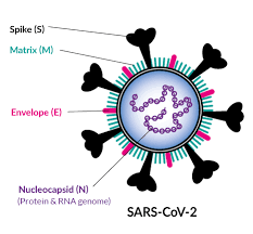 Screening and Identification of Antiviral Drugs from Drug Bank Database Targeting SARSCov- 2 Non-Structural Proteins (NSP): A Virtual Screening and Molecular Docking Study